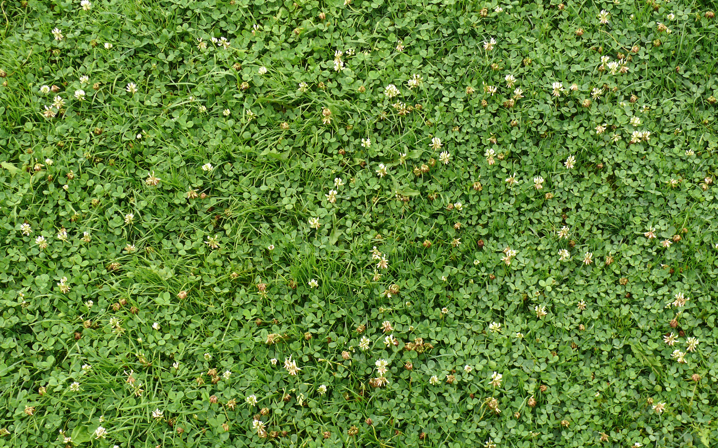 Clover and grass form a resilient and low-maintenance green carpet. Grass and clover